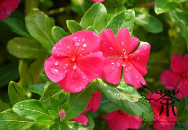 Catharanthus Roseus, Madagascar Periwinkle Seed 1000 PCS, Ririchun - Image 5