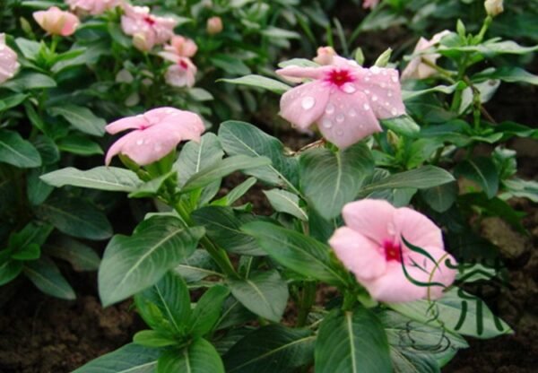 Catharanthus Roseus, Madagascar Periwinkle Seed 1000 PCS, Ririchun - Image 6