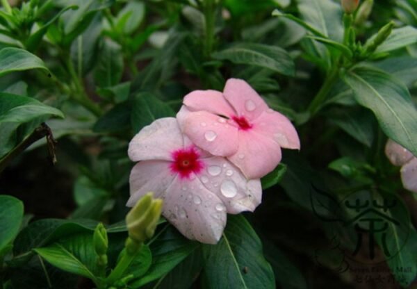 Catharanthus Roseus, Madagascar Periwinkle Seed 1000 PCS, Ririchun - Image 7