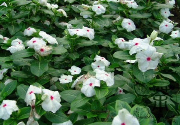 Catharanthus Roseus, Madagascar Periwinkle Seed 1000 PCS, Ririchun - Image 8