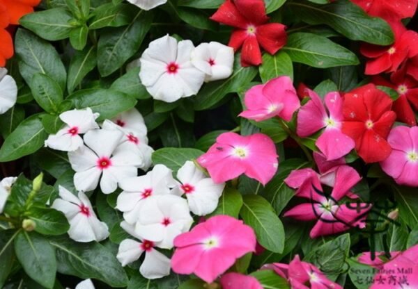 Catharanthus Roseus, Madagascar Periwinkle Seed 1000 PCS, Ririchun - Image 9