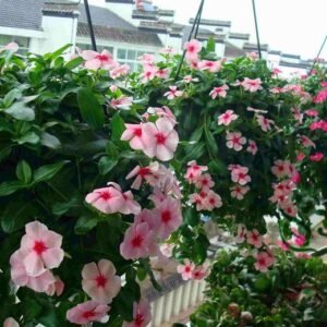 Catharanthus Roseus, Madagascar Periwinkle Seed 1000 PCS, Ririchun