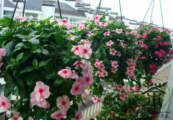 Catharanthus Roseus, Madagascar Periwinkle Seed 1000 PCS, Ririchun