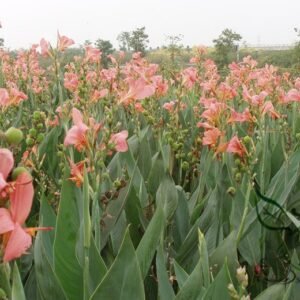 Canna Indica, Indian Shot Seed 300 PCS, African Arrowroot Meirenjiao