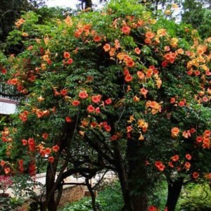 Campsis Grandiflora, Chinese Trumpet Vine Seed 1000 PCS, Lingxiao