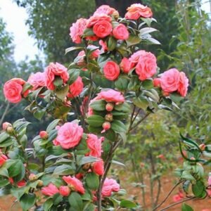 Camellia Japonica, Rose Of Winter Seed 50 PCS, Shanchahua