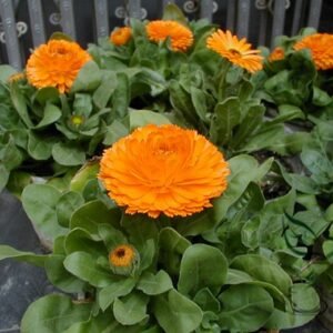 Calendula Officinalis, Pot Marigold Seed 300 PCS, Jinzhanju