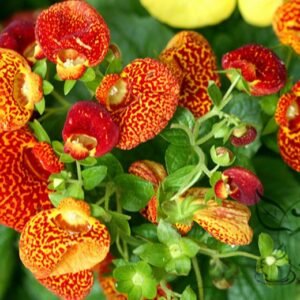 Calceolaria Crenatiflora, Lady's Purse Seed 2000 PCS, Slipper Flower Hebaohua