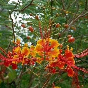 Caesalpinia Pulcherrima, Peacock Flower Seed 100 PCS, Dwarf Poinciana Yangjinfeng