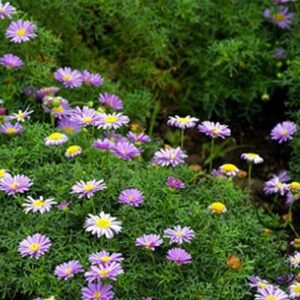 Brachycome Iberdifolia, Swan River Daisy Seed 2000 PCS, Wuseju