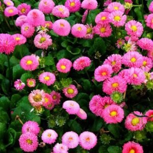 Bellis Perennis, English Daisy Seed 2000 PCS, ChuJu