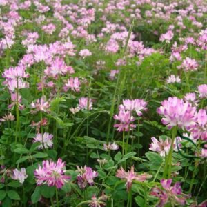 Astragalus Sinicus, Chinese Milkvetch Seed 5000 PCS, Milk-vetch Ziyunying