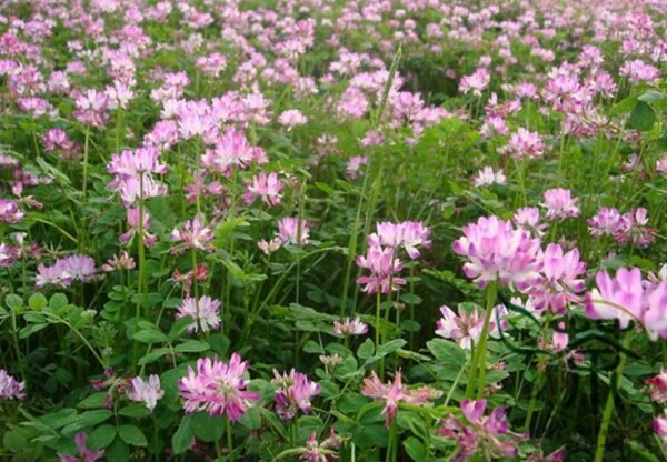 Astragalus Sinicus, Chinese Milkvetch Seed 5000 PCS, Milk-vetch Ziyunying