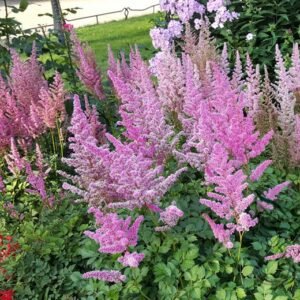 Astilbe Chinensis, Chinese Astilbe Seed 3000 PCS, False Goat's Beard Luoxinfu