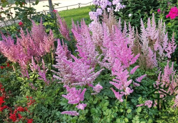 Astilbe Chinensis, Chinese Astilbe Seed 3000 PCS, False Goat's Beard Luoxinfu