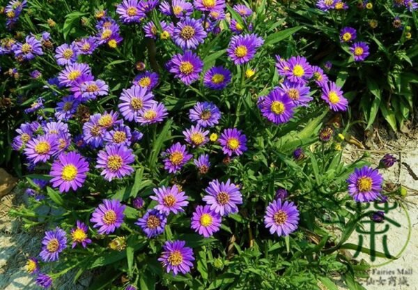 Aster Novi-belgii, New York Aster Seed 3000 PCS, Helanju