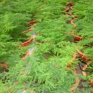 Asparagus Setaceus, Asparagus Fern Seed 200 PCS, Lace Fern Wenzhu