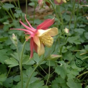 Aquilegia Viridiflora, Granny's Bonnet Seed 2000 PCS, Columbine Loudoucai