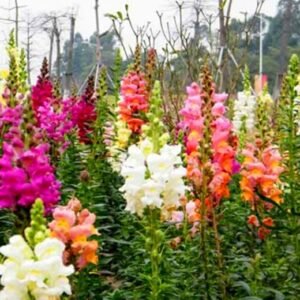 Antirrhinum Majus, Common Snapdragon Seed 2000 PCS, Jinyucao