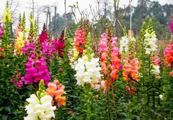 Antirrhinum Majus, Common Snapdragon Seed 2000 PCS, Jinyucao