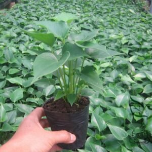 Anthurium Andraeanum, Flamingo Flower Seed 2000 PCS, Tailflower Hongzhang