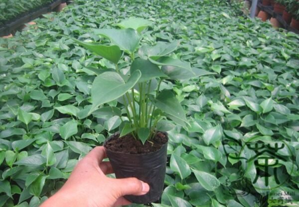 Anthurium Andraeanum, Flamingo Flower Seed 2000 PCS, Tailflower Hongzhang