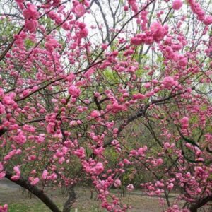 Amygdalus Triloba, Prunus Triloba Seed 200 PCS, Flowering Almond Yuyemei