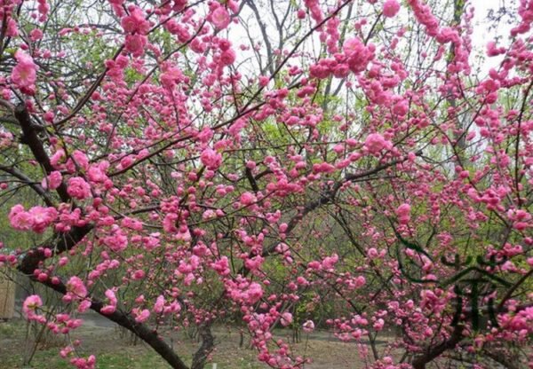 Amygdalus Triloba, Prunus Triloba Seed 200 PCS, Flowering Almond Yuyemei