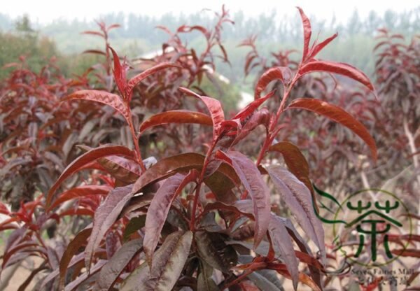 Amygdalus Persica, Prunus Persica Seed 50 PCS, Ziye Bitao