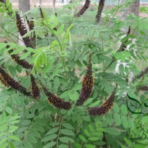 Amorpha Fruticosa, Desert False Indigo Seed 1000 PCS, Zisuihuai