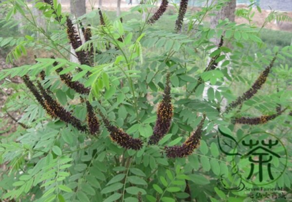 Amorpha Fruticosa, Desert False Indigo Seed 1000 PCS, Zisuihuai