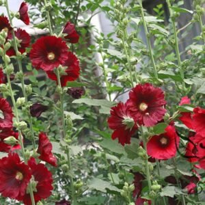 Althaea Rosea, Common Hollyhock Seed 2000 PCS, Alcea Rosea Shukui