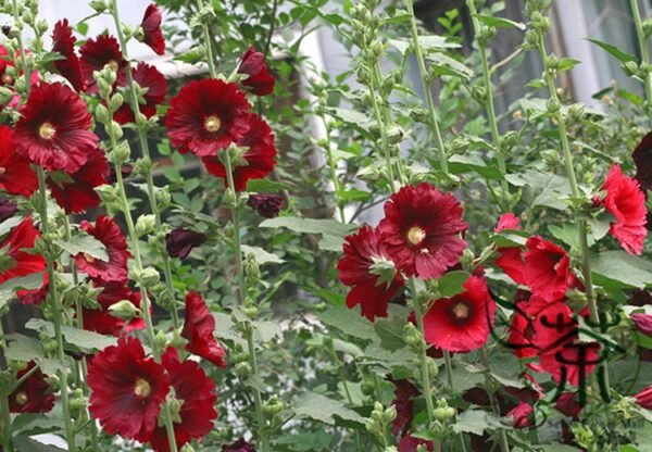 Althaea Rosea, Common Hollyhock Seed 2000 PCS, Alcea Rosea Shukui