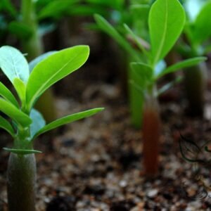 Adenium Obesum, Desert Rose Seed 500 PCS, Mock Azalea Shamo Meigui