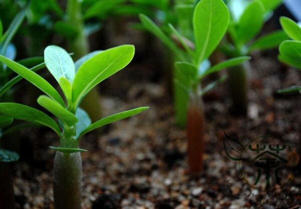 Adenium Obesum, Desert Rose Seed 500 PCS, Mock Azalea Shamo Meigui