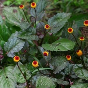 Acmella Oleracea, Spilanthes Paniculata Seed 1000 PCS, Guiyuanju