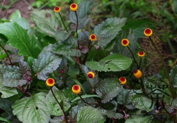 Acmella Oleracea, Spilanthes Paniculata Seed 1000 PCS, Guiyuanju