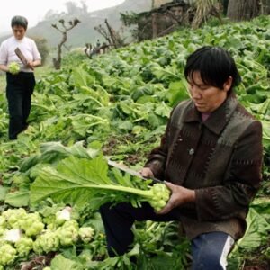 Brassica Juncea, Big-stem Mustard Seed 5000 PCS, Swollen-stem Mustard Zhacai