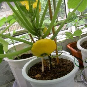 UFO Cucurbita, Summer Squash Seed 300 PCS, Cucurbita Pepo Feidiegua