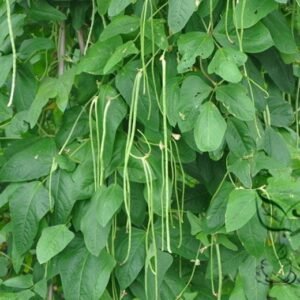 Vigna Unguiculata, Snake Bean Seed 500 PCS, Yardlong Bean Lvchangdou