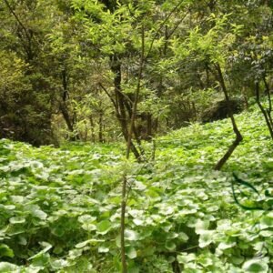 Wasabia Japonica, Japanese Horseradish Seed 3000 PCS, Shankui