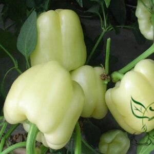 Bell Pepper, Sweet Pepper Seed 2000 PCS, Capsicum Annuum Baitianjiao