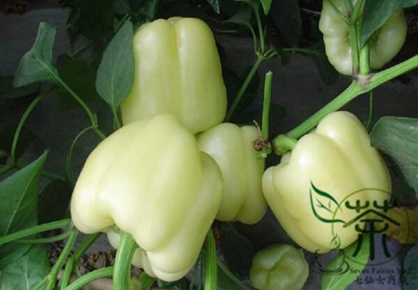 Bell Pepper, Sweet Pepper Seed 2000 PCS, Capsicum Annuum Baitianjiao