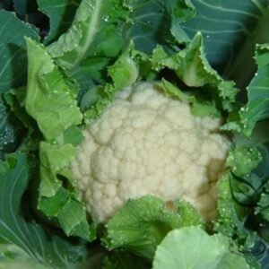 White Cauliflower, Brassica Oleracea Seed 2000 PCS, Huacai