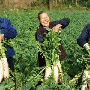 White Radish, Raphanus Sativus Seed 2000 PCS, Bailuobo