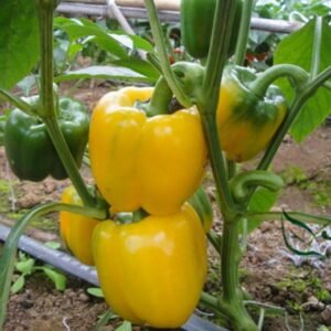 Yellow Sugar Pepper, Capsicum Annuum Seed 2000 PCS, Bell Pepper Huangtianjiao