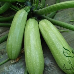 Summer Squash, Cucurbita Pepo Seed 300 PCS, Xihulu