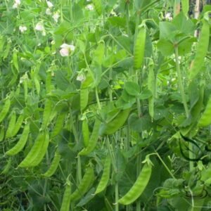 Snow Peas, Pisum Sativum Seed 300 PCS, Pea Helandou