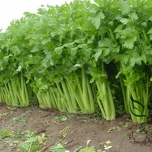 Seasons Celery, Apium Graveolens Seed 2000 PCS, Xiqin