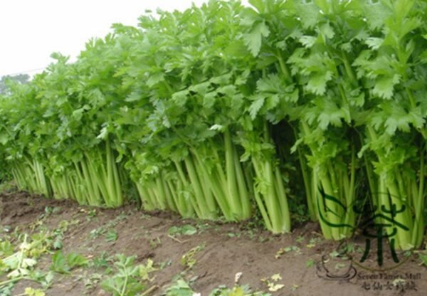 Seasons Celery, Apium Graveolens Seed 2000 PCS, Xiqin